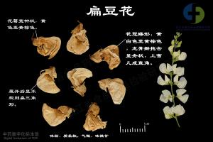 扁豆花 标本图